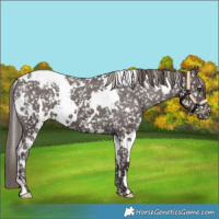 Horse Color:White Spotted Liver Chestnut Appaloosa