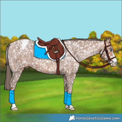 Horse Color:Amber Champagne Sabino Snowflake Varnish