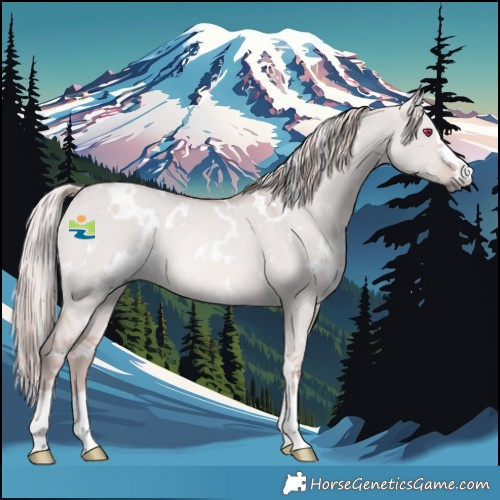 Horse Color:Platinum White Spotted Red Dun Rabicano 