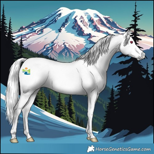 Horse Color:Platinum White Spotted Palomino Chinchilla 