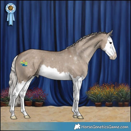 Horse Color:Silver Grullo Splash 
