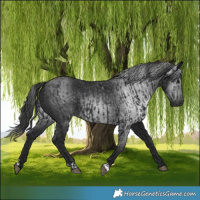 Horse Color:Black  and Gray Black 