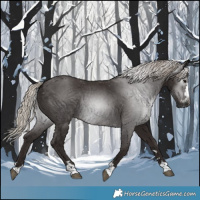 Horse Color:Gray Silver Black