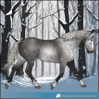 Horse Color:Gray Silver Black