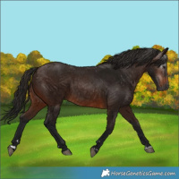 Horse Color:Gray Bay 