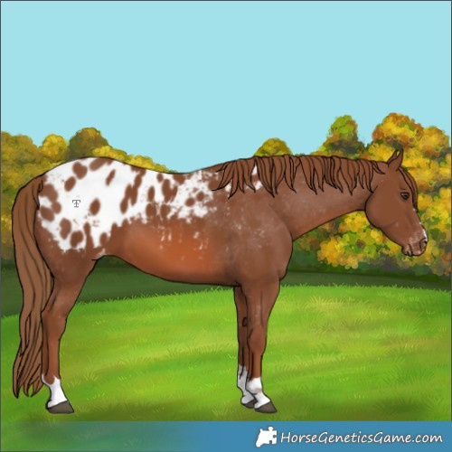 Horse Color:Chestnut Appaloosa 