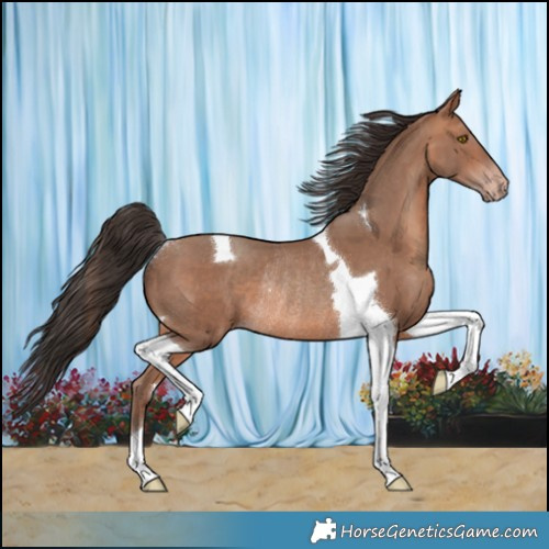 Horse Color:Sable Champagne Tobiano Rabicano 