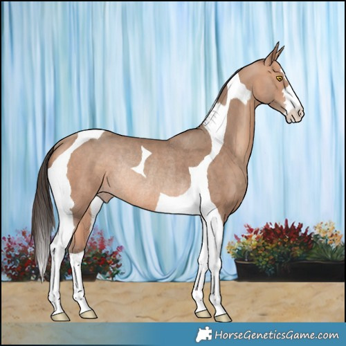 Horse Color:Amber Champagne Tobiano Rabicano 