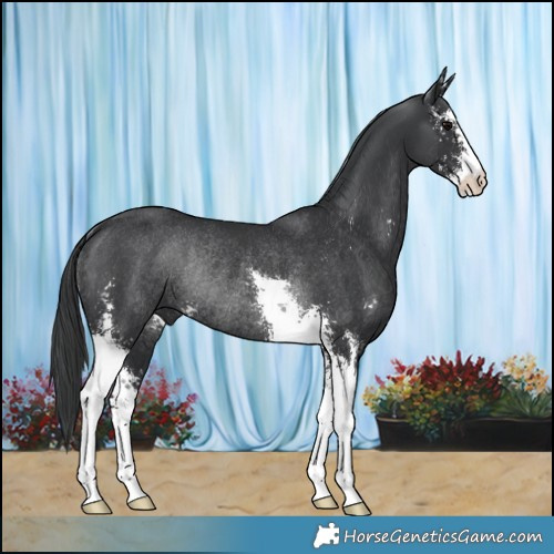 Horse Color:Black Sabino Rabicano 