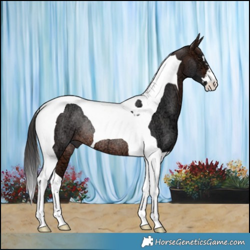 Horse Color:Brown Ice Tobiano Rabicano 