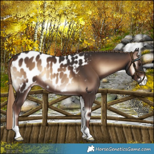 Horse Color:Liver Red Onyx Near Leopard 