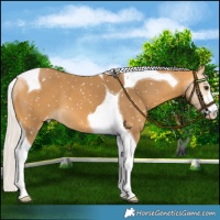 Horse Color:Silver Buckskin Tobiano Snowflake Varnish
