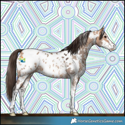 Horse Color:White Spotted Bay Dun Sabino Blanket 