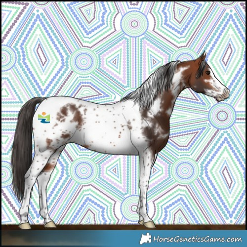 Horse Color:White Spotted Bay Tobiano Frame 