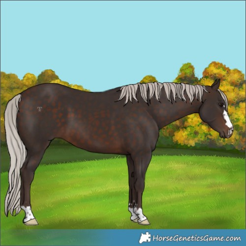 Horse Color:Silver Brown 