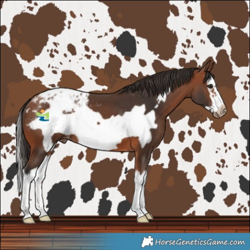 Horse Color:Bay Splash Frame Blanket 