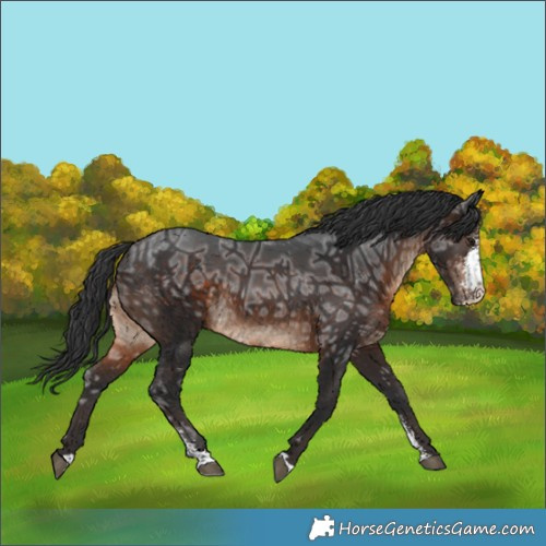 Horse Color:Brown Ice Sabino Rabicano