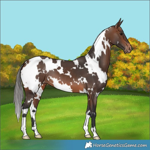 Horse Color:White Spotted Brown Appaloosa 