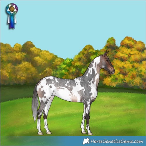 Horse Color:White Spotted Bay Roan Rabicano 