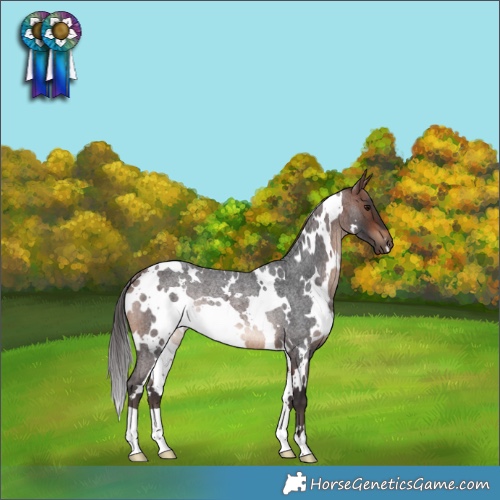 Horse Color:White Spotted Bay Roan Rabicano