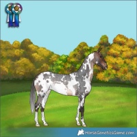 Horse Color:White Spotted Bay Roan Rabicano