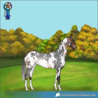 Horse Color:White Spotted Bay Roan Rabicano 