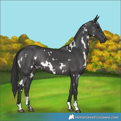 Horse Color:White Spotted Black 