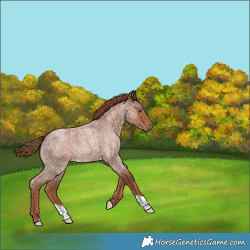 Horse Color:Red Roan