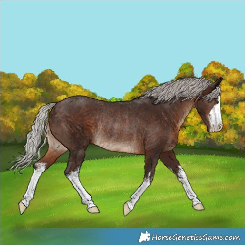 Horse Color:White Spotted Silver Brown Rabicano 