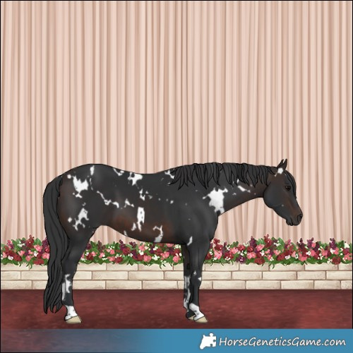 Horse Color:White Spotted Brown 