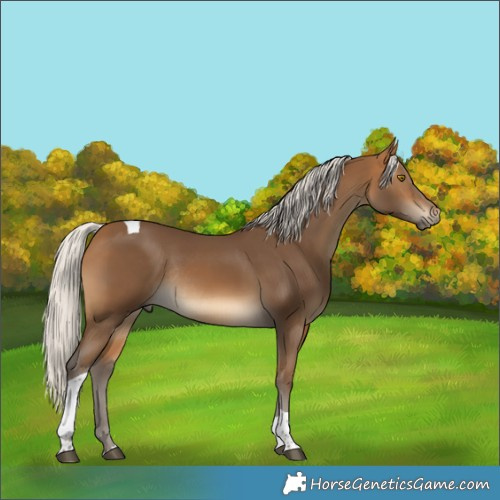 Horse Color:Silver Buckskin Tobiano Rabicano