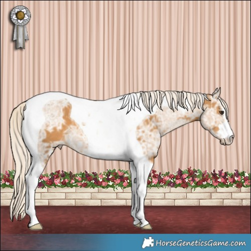 Horse Color:Palomino Ice Tobiano 