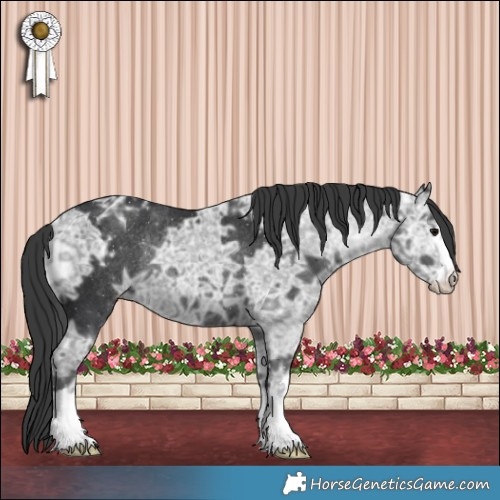 Horse Color:Black Ice Appaloosa Rabicano 