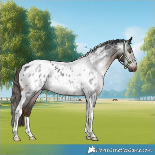 Horse Color:Gray Liver Chestnut Tobiano Near Leopard Rabicano 