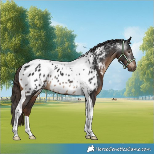 Horse Color:Gray Liver Chestnut Tobiano Appaloosa Rabicano