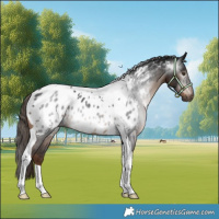Horse Color:Gray Liver Chestnut Tobiano Near Leopard Rabicano 