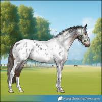 Horse Color:Gray Liver Chestnut Tobiano Near Leopard Rabicano 