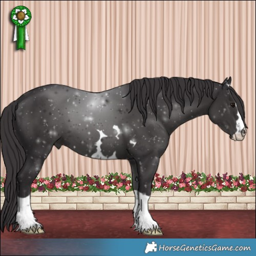 Horse Color:Smoky Black 