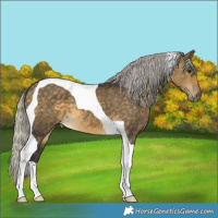 Horse Color:Silver Buckskin Dun Tobiano 