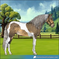 Horse Color:Silver Buckskin Dun Tobiano 