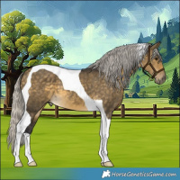 Horse Color:Silver Buckskin Dun Tobiano 