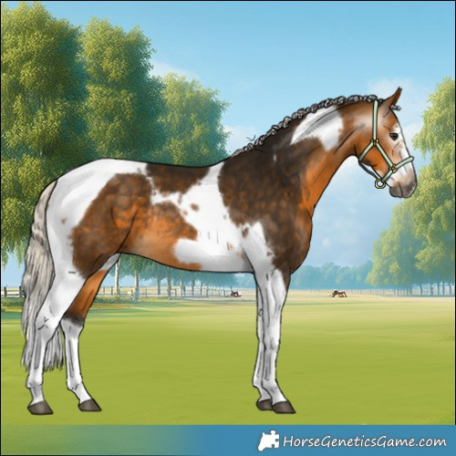 Horse Color:Gray Silver Buckskin Splash Tobiano Frame Rabicano