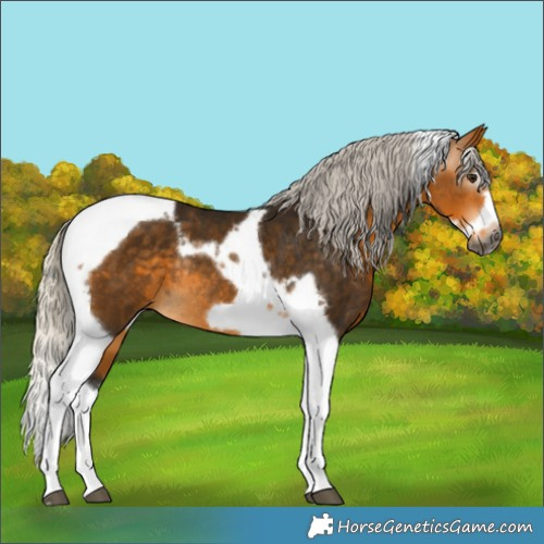 Horse Color:Gray Silver Buckskin Splash Tobiano Frame Rabicano 