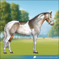 Horse Color:Gray Silver Buckskin Splash Tobiano Frame Rabicano 