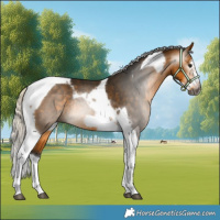 Horse Color:Gray Silver Buckskin Splash Tobiano Frame Rabicano 