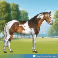 Horse Color:Gray Silver Buckskin Splash Tobiano Frame Rabicano