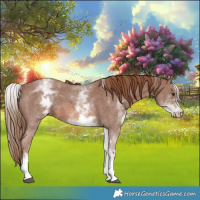 Horse Color:White Spotted Chestnut Sabino 