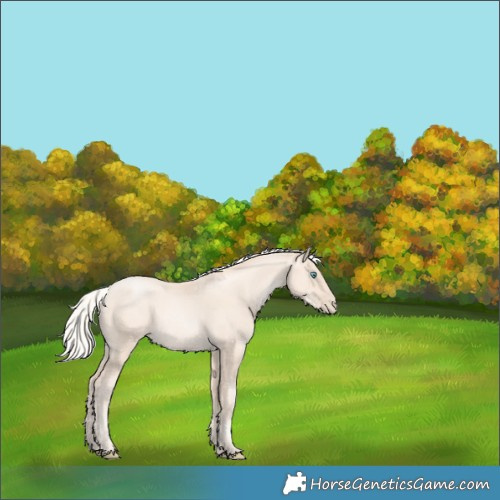 Horse Color:Gold Champagne Snowdrop Pearl Rabicano 