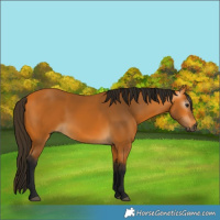 Horse Color:Gray Buckskin Rabicano