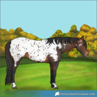 Horse Color:Brown Appaloosa Rabicano